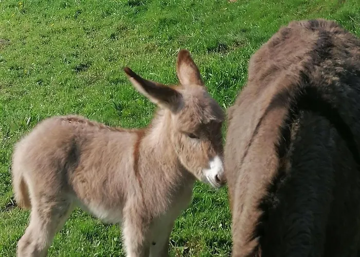 Saint-préjet-d'allier, 5 Pièces, 8 Personnes - Fr-1-582-59 Casa vacanze